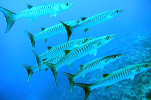 School of barracuda