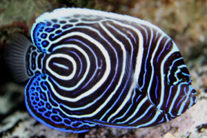 A young emperor angelfish