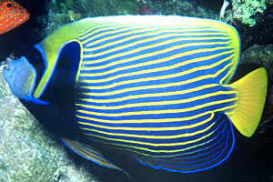 An adult emperor angelfish