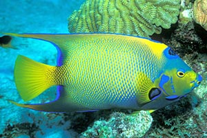 Queen angelfish