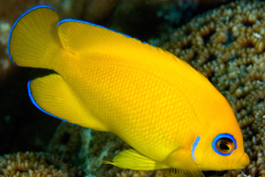 Lemonpeel angelfish