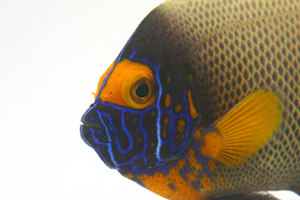 Blue-faced angelfish