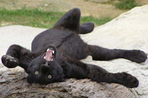 A playful panther