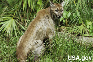A Florida panther