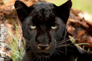 Close–up of a black panther