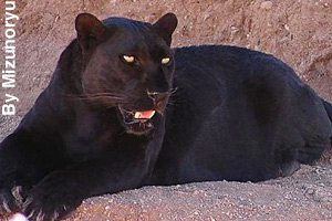 A black panther