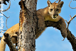 A Florida panther in a tree