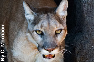 Close-up of a puma