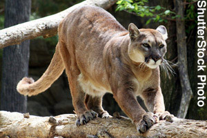 An adult puma