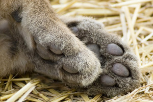 The paws of a puma