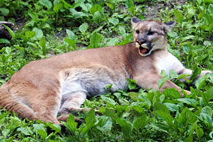 A puma at rest