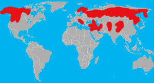 Range (in red) of the brown bear, grizzly bear