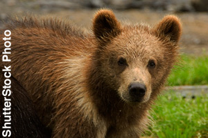 A brown bear cub