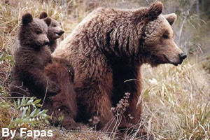 A sow with her cubs