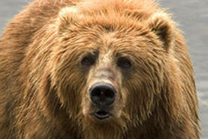 Close-up of a brown bear