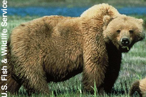 An adult grizzly bear