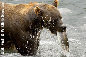 A brown bear fishing