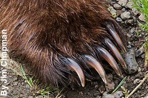 The powerful claws of a  grizzly bear