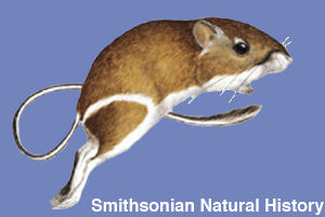 Drawing of a kangaroo rat jumping