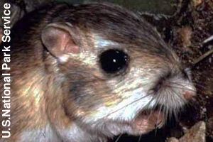 Close-up of a kangaroo rat eating