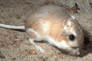 An adult kangaroo rat
