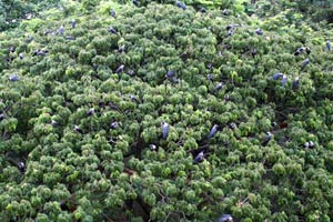 Canopy Layer