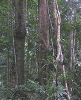 Understory layer