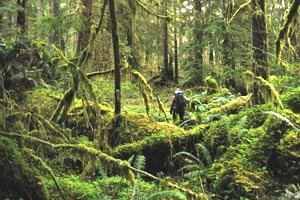 Forest Floor Layer