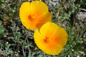 Close-up of two Arizona poppies
