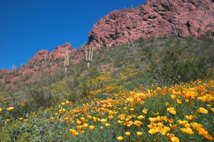 A field of wild Arizona poppies