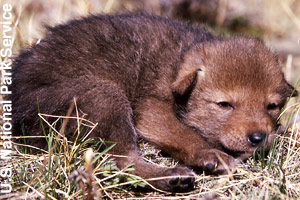 A very young pup