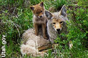 A pup with its mother