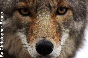 Close-up of a coyote