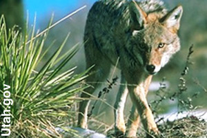 A coyote on the prowl