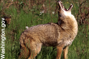 A coyote howling