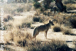 A coyote in the desert