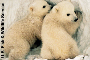 Two polar bear cubs