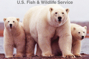 A sow with her two cubs