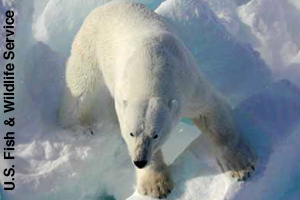 Polar bear walking on ice