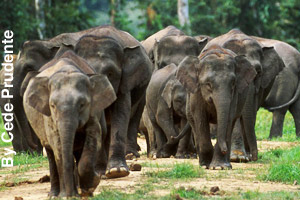 Herd of elephants