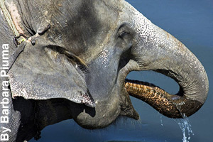 Using its trunk to get a drink