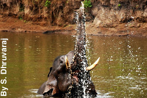 Using its trunk to take a shower