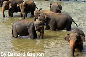 A herd taking baths in a river