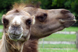 Close-up of two bactrian camels