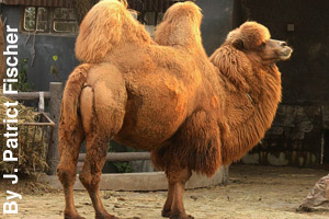 An adult bactrian camel