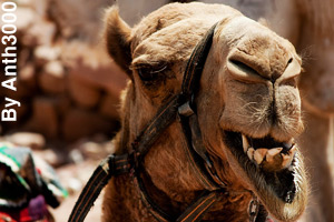 The teeth of a bactrian camel
