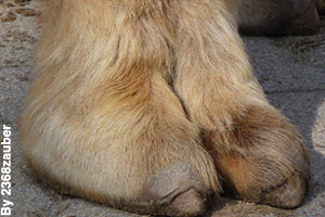 Close-up of a camel's foot