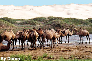 A flock of tame bactrian camels