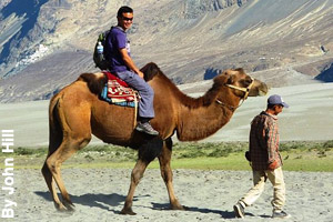 A ride on a bactrian camel