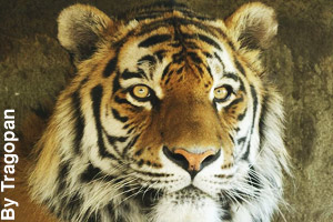 Close-up of a tiger
